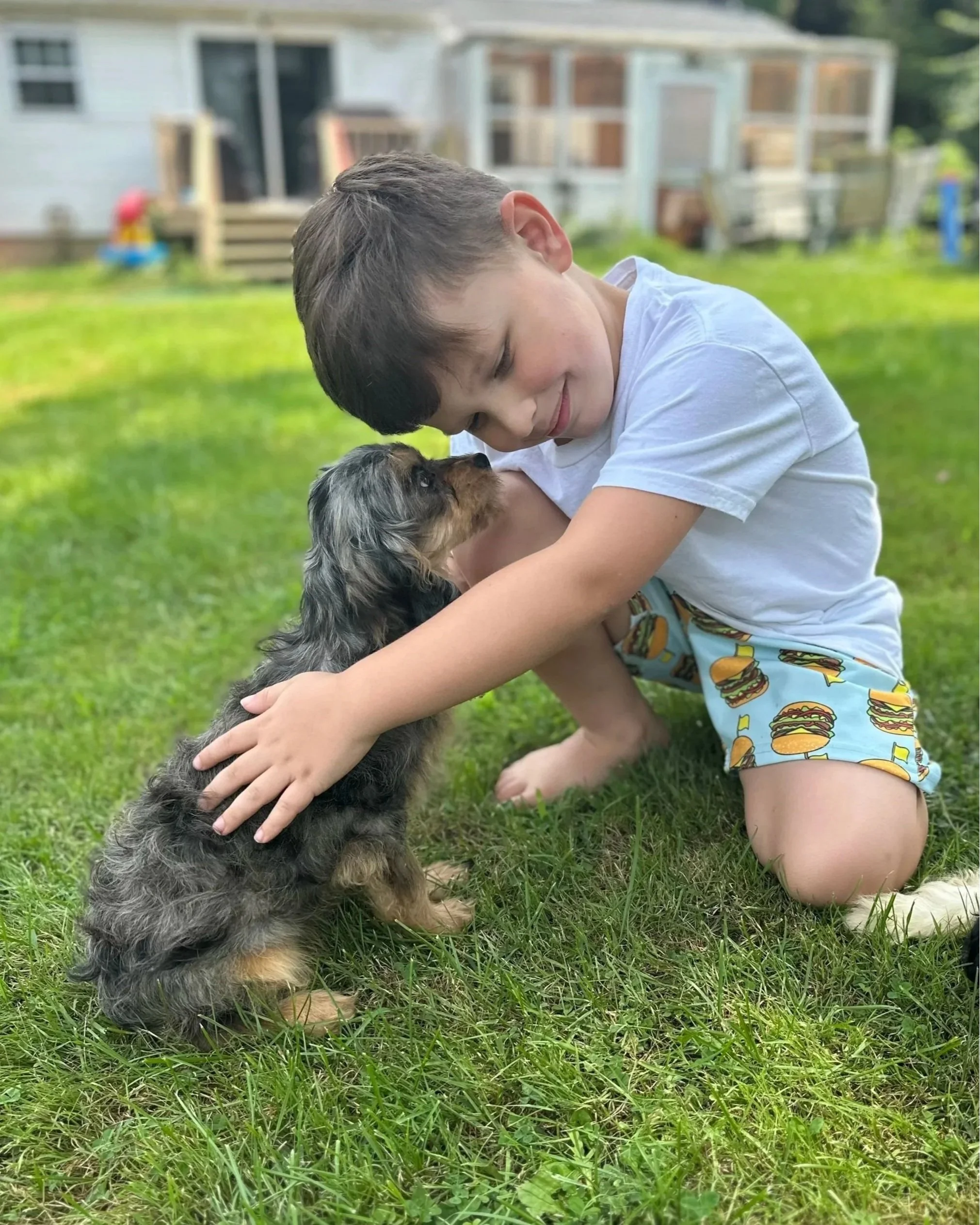 A young Belleflower Cavapoo puppy