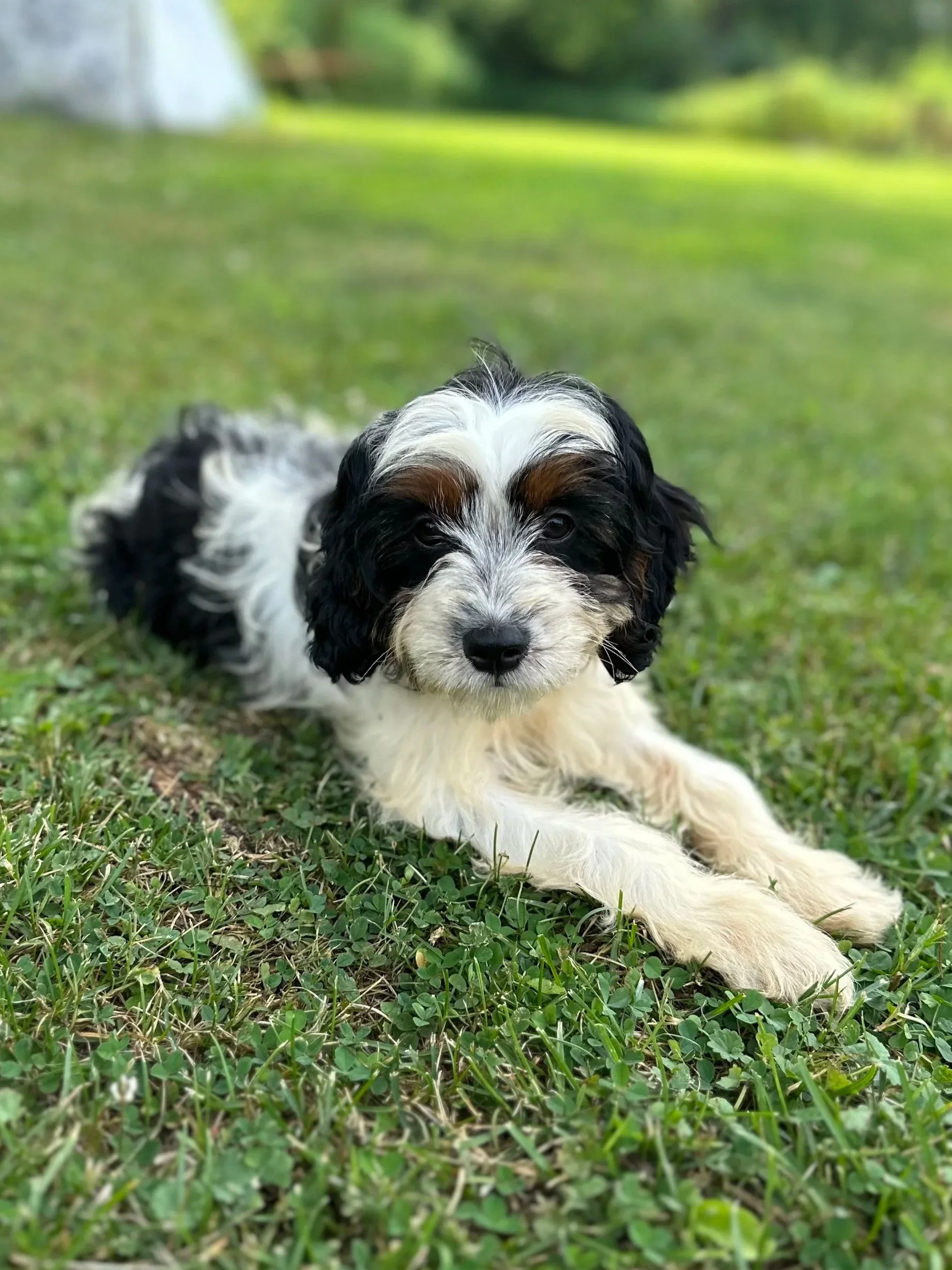 A Belleflower Cavapoo puppy resting in the grass