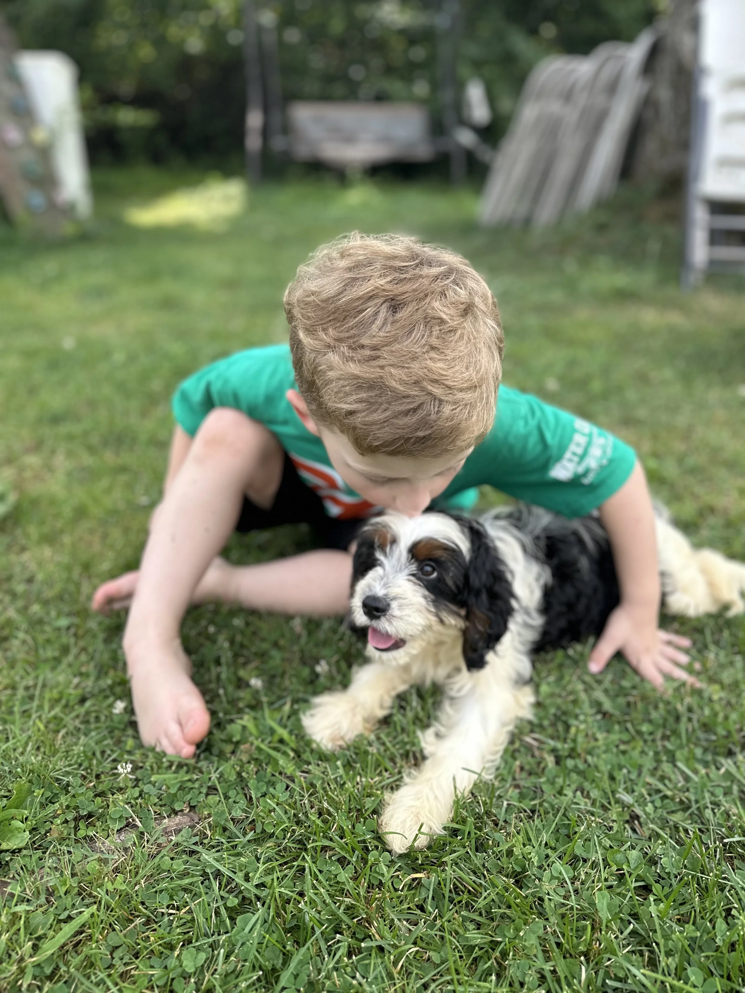 A Belleflower puppy with one of our children in the yard
