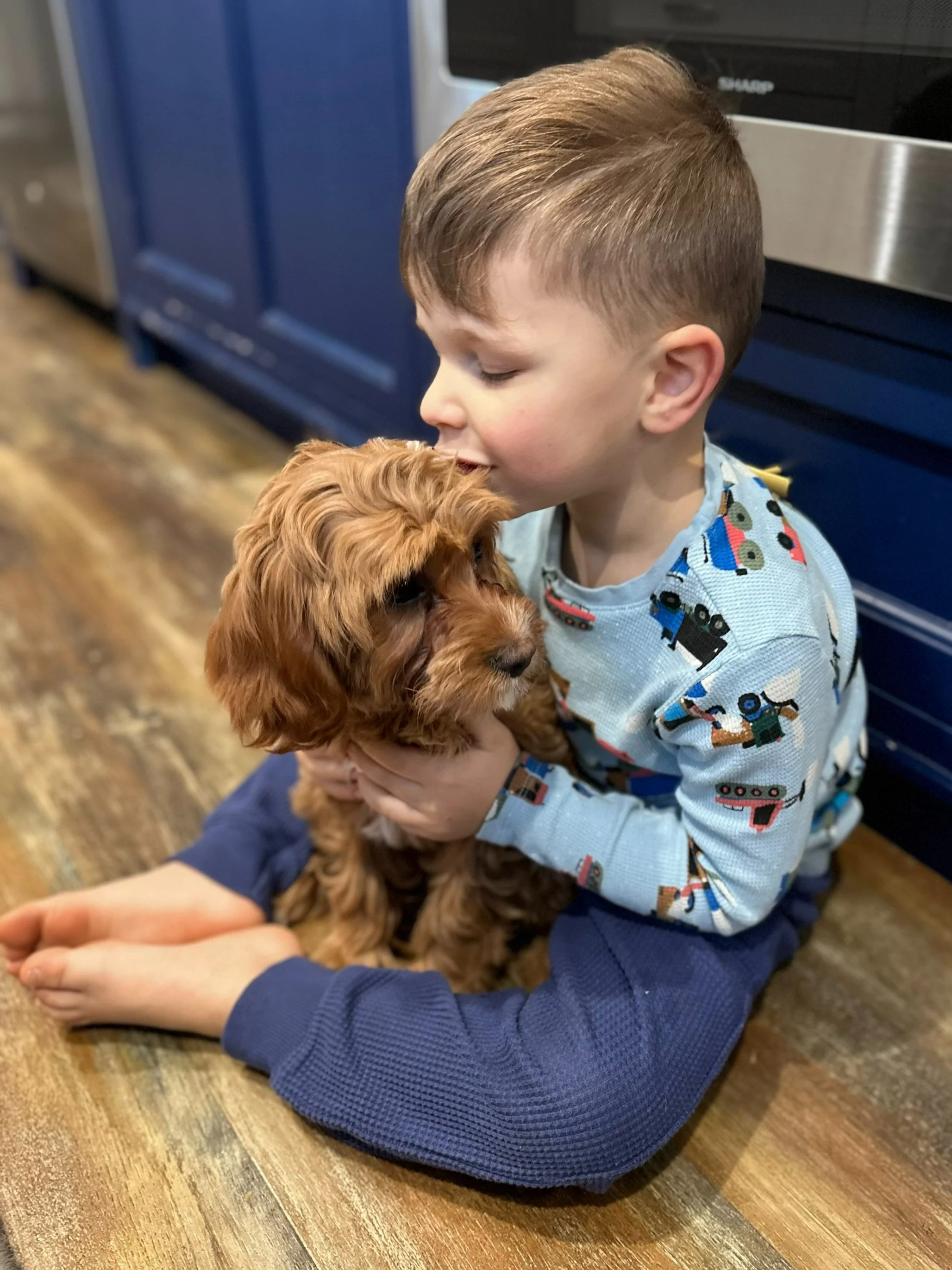 One of our boys with a red Belleflower Cavapoo puppy