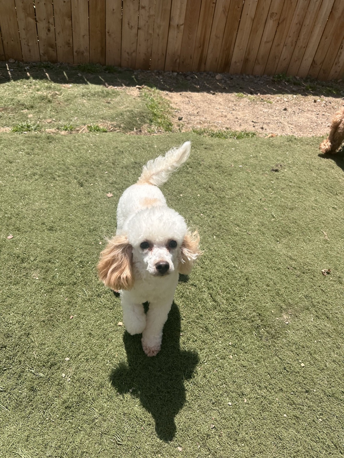Puppuccino (Chino), our AKC-registered Poodle stud
