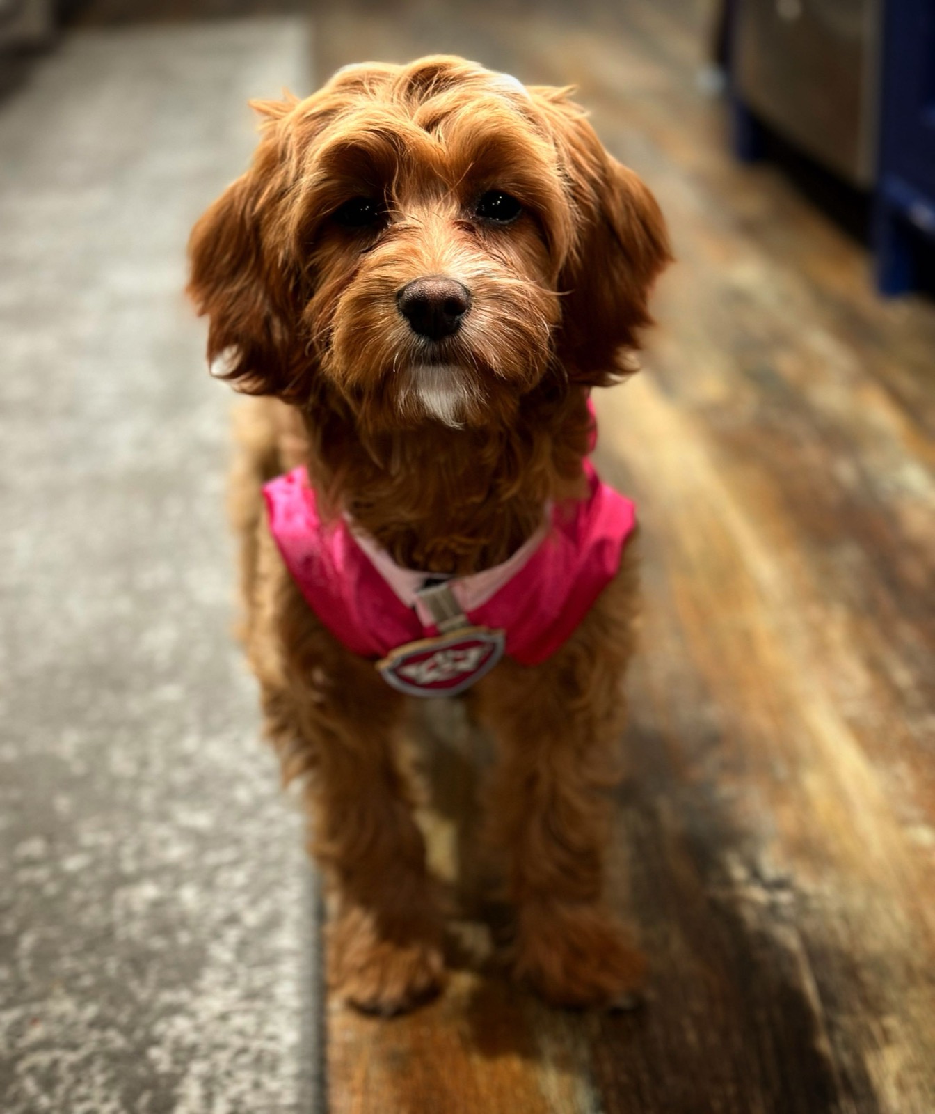 Skye, our foundation Cavapoo dam