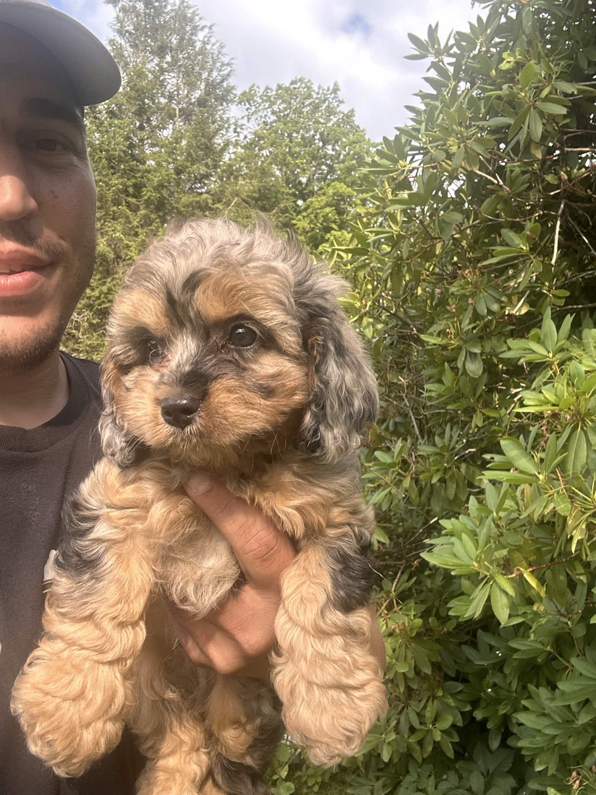 Theo, our future F1 Cavapoo stud