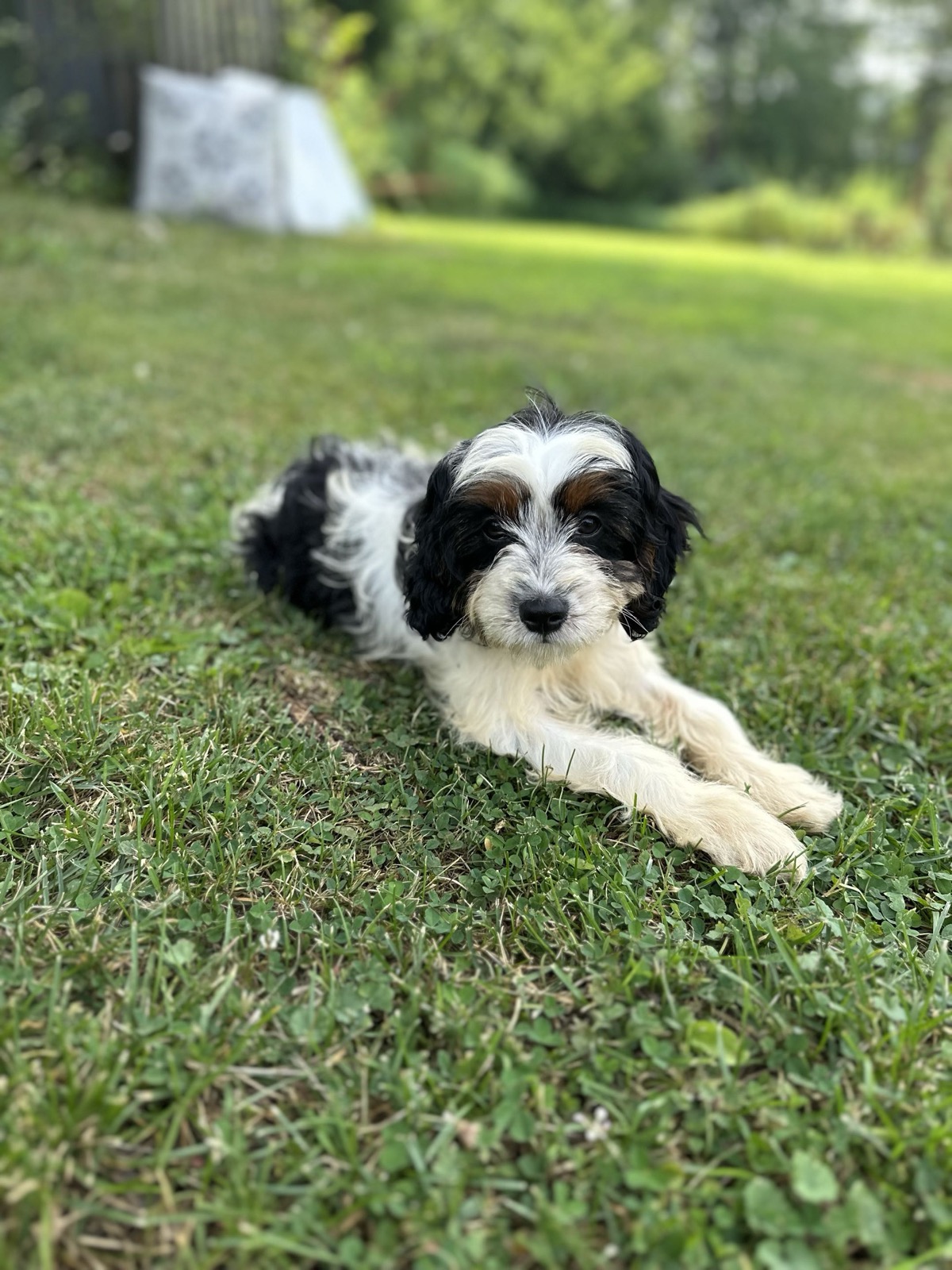 Wiley, one of our Cavapoo girls