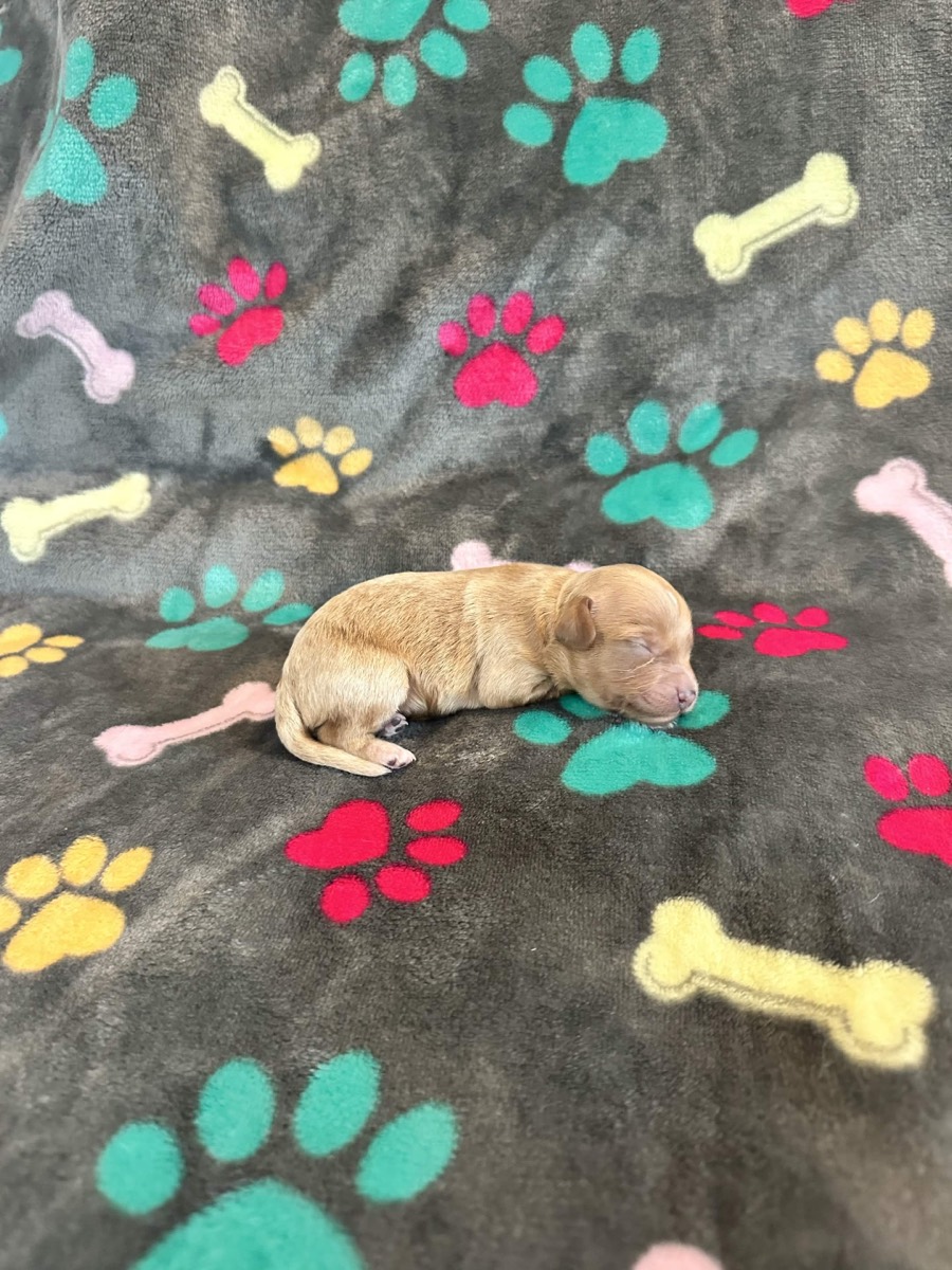 Red male Cavapoo puppy, Skye x Chino litter Connecticut