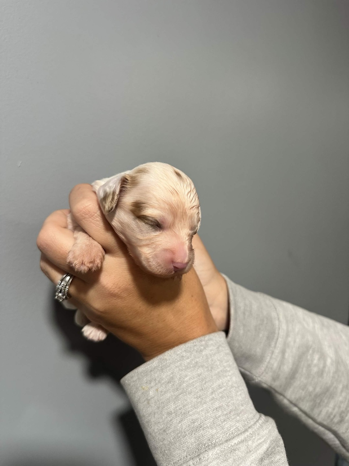 White, cream and brown male Cavapoo puppy, Skye x Chino litter Connecticut