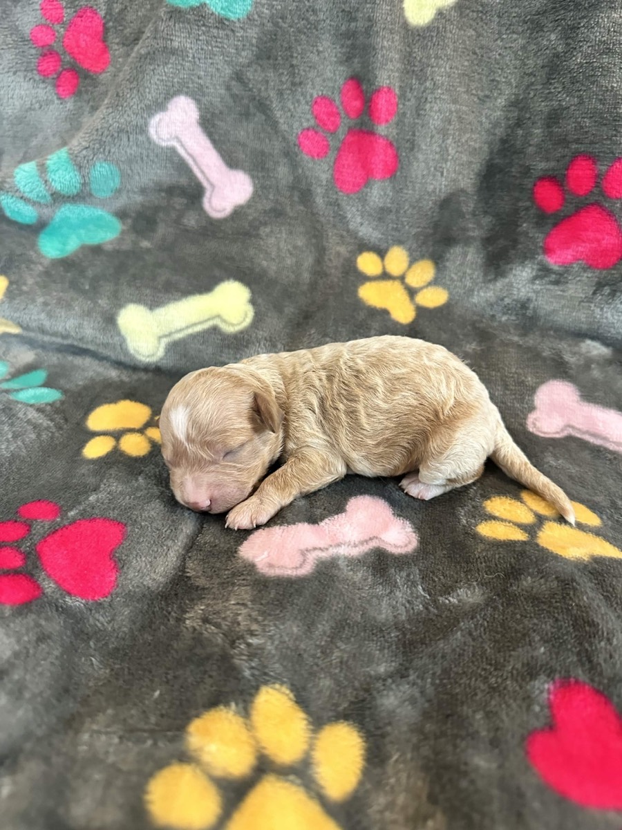 Caramel male Cavapoo puppy with curly coat, Skye x Chino litter Connecticut
