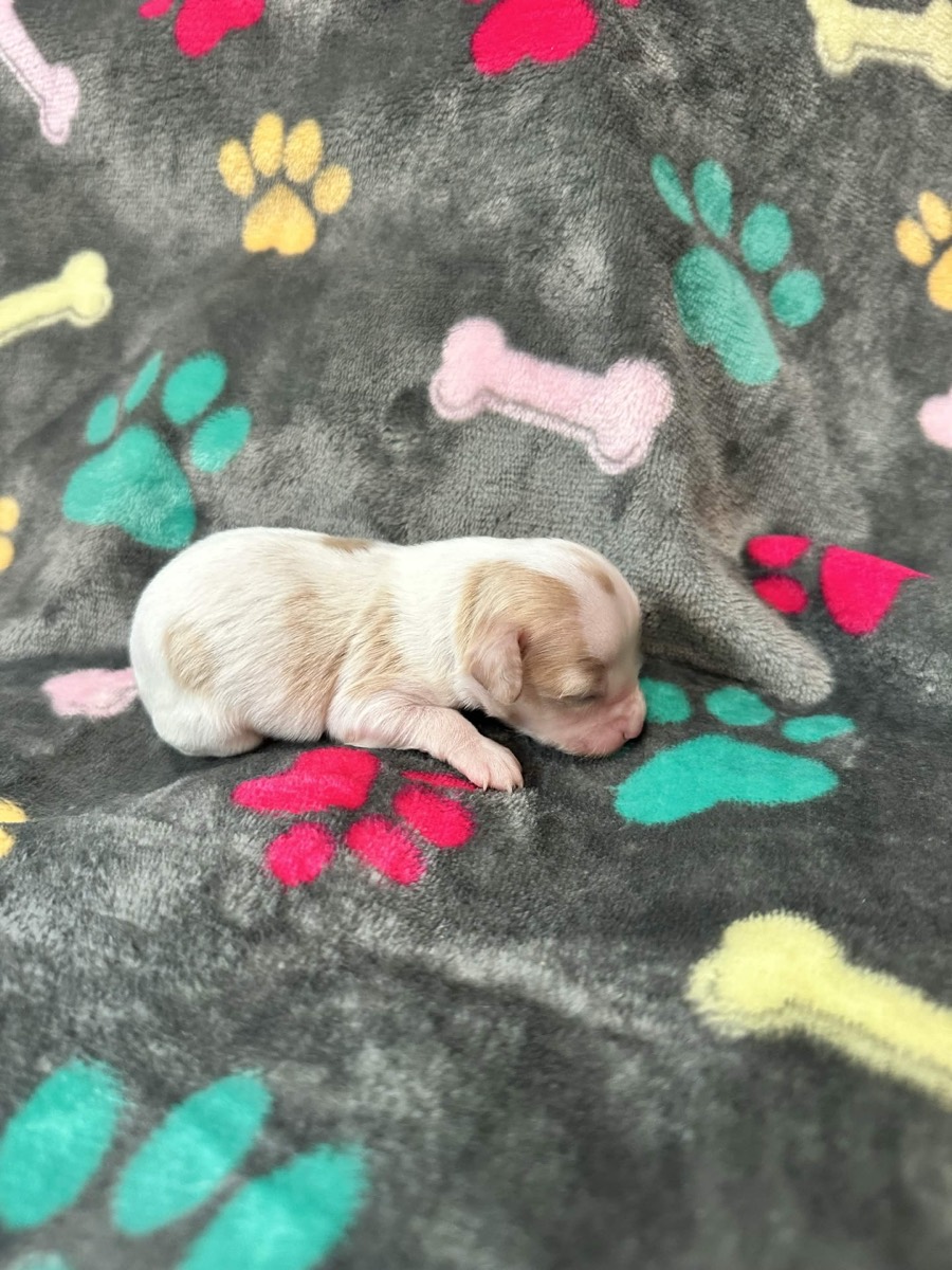 White and caramel male Cavapoo puppy, Skye x Chino litter Connecticut