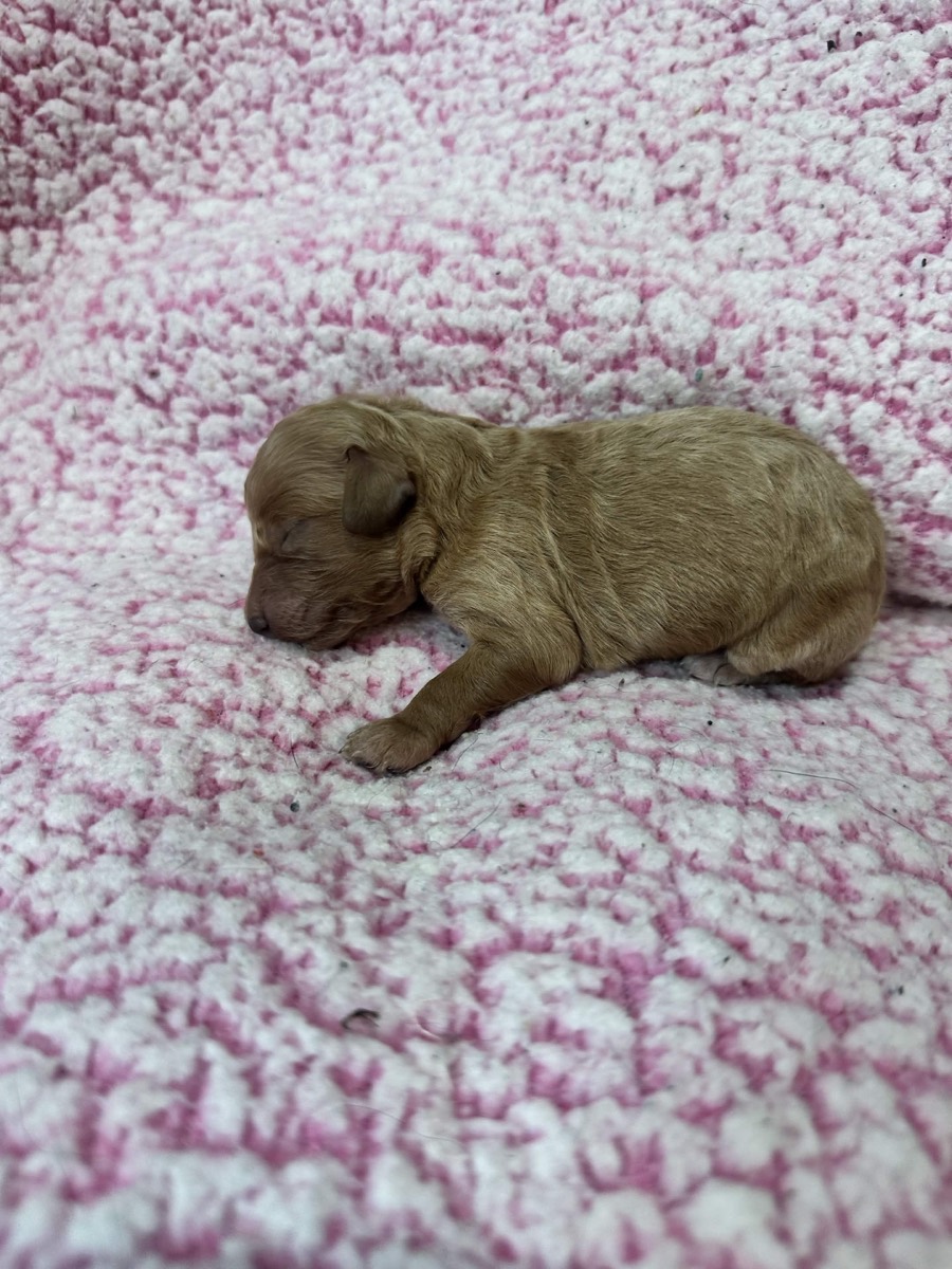 Red female Cavapoo puppy, Skye x Chino litter Connecticut