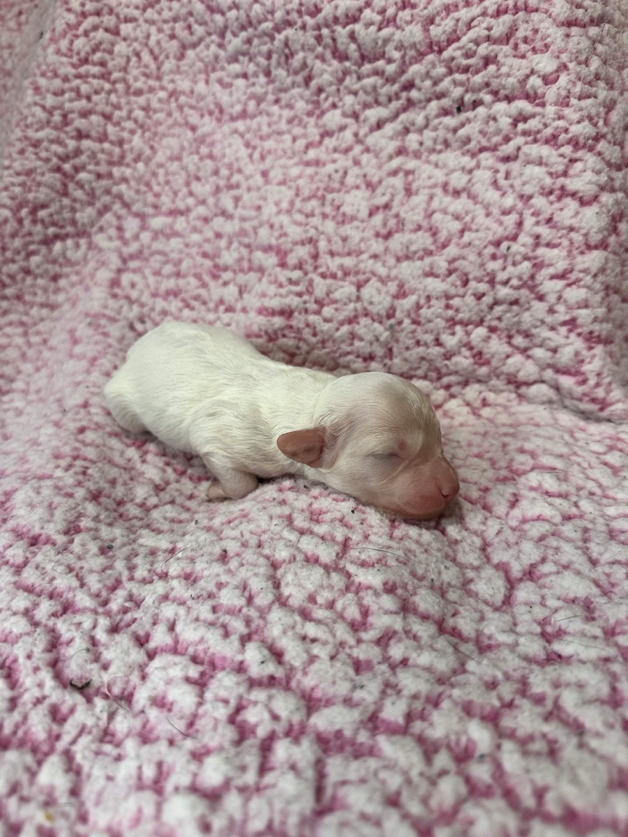 White female Cavapoo puppy, Skye x Chino litter Connecticut