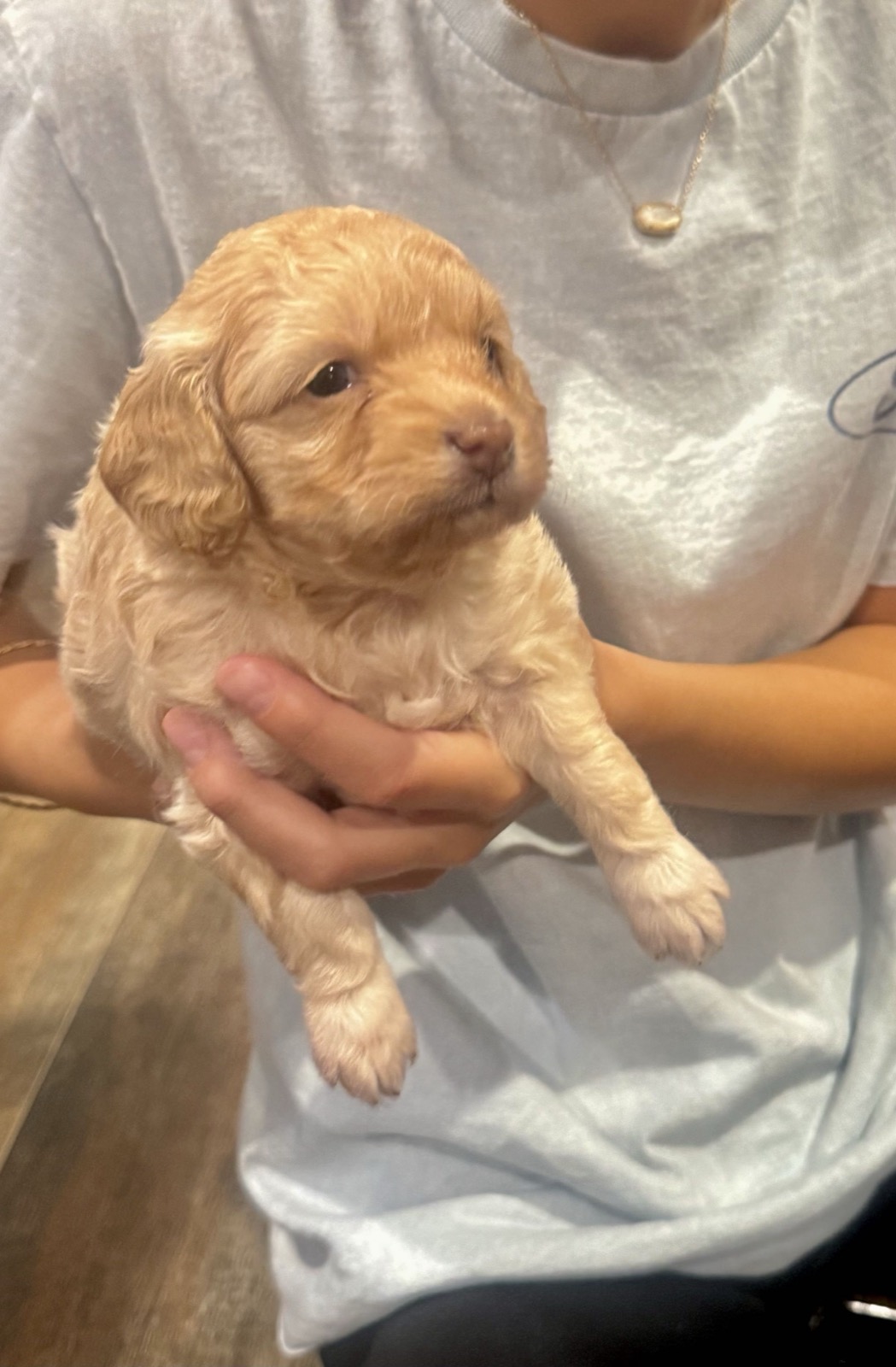 Peaches, a Blue x Chino Cavapoo puppy born Aug 3, 2026