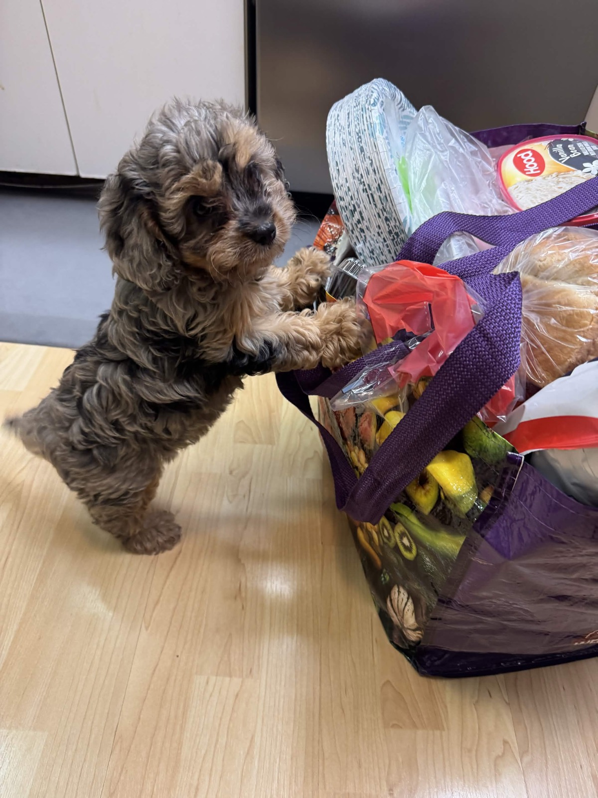 A previous Belleflower Cavapoo puppy