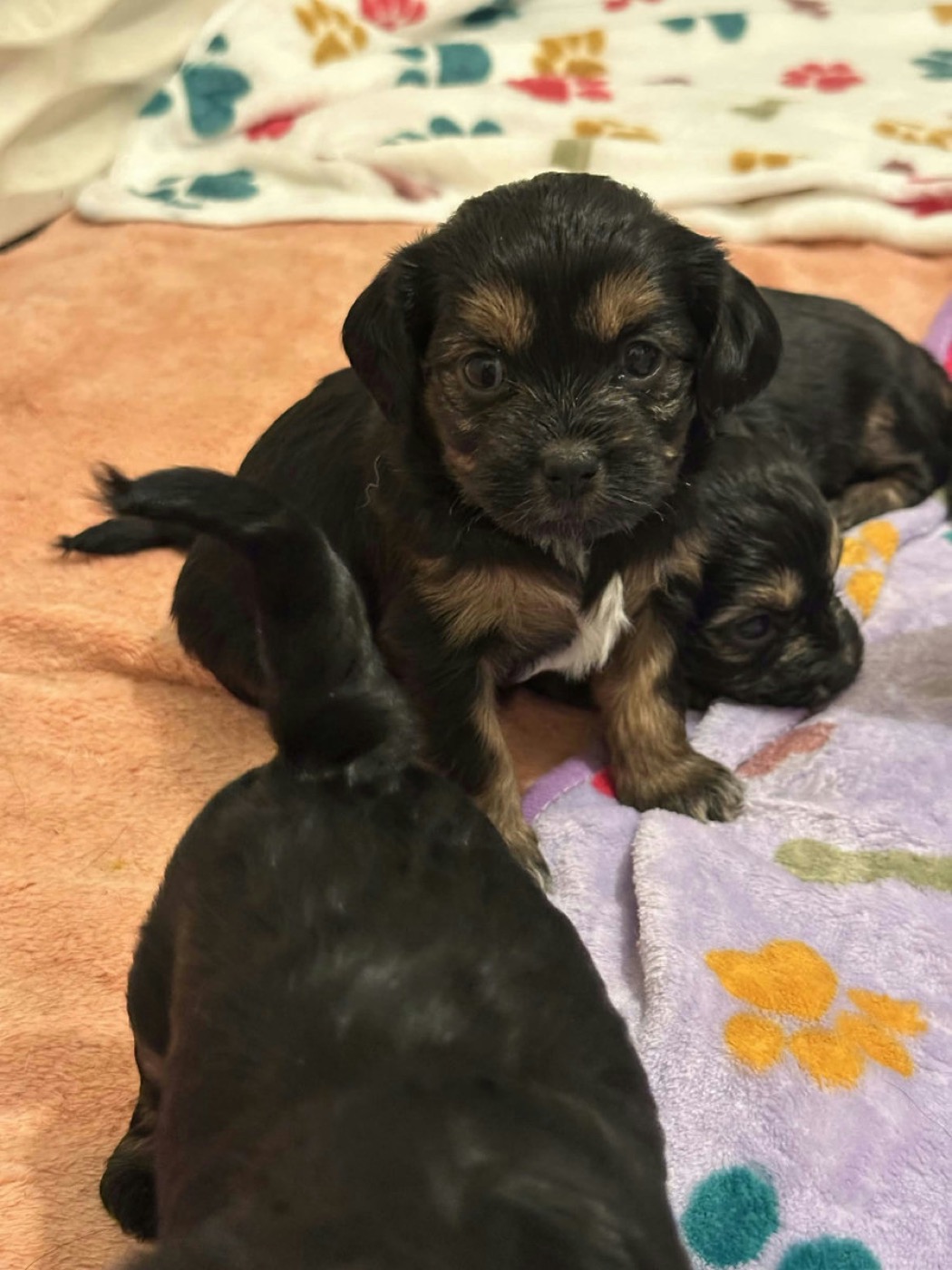 A previous Belleflower Cavapoo puppy