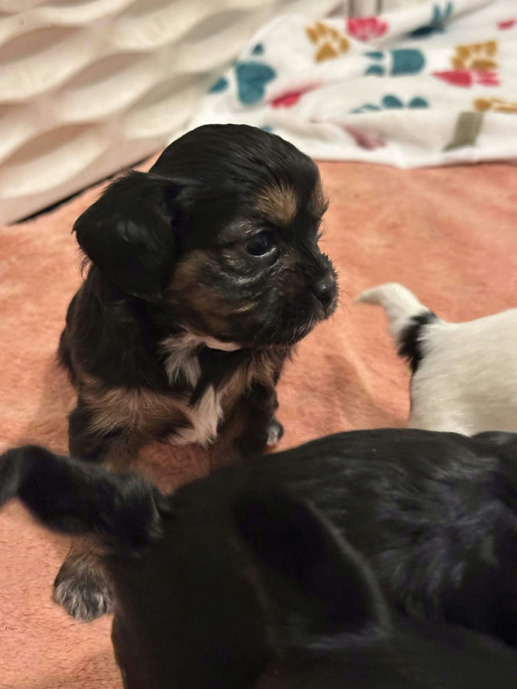 A previous Belleflower Cavapoo puppy