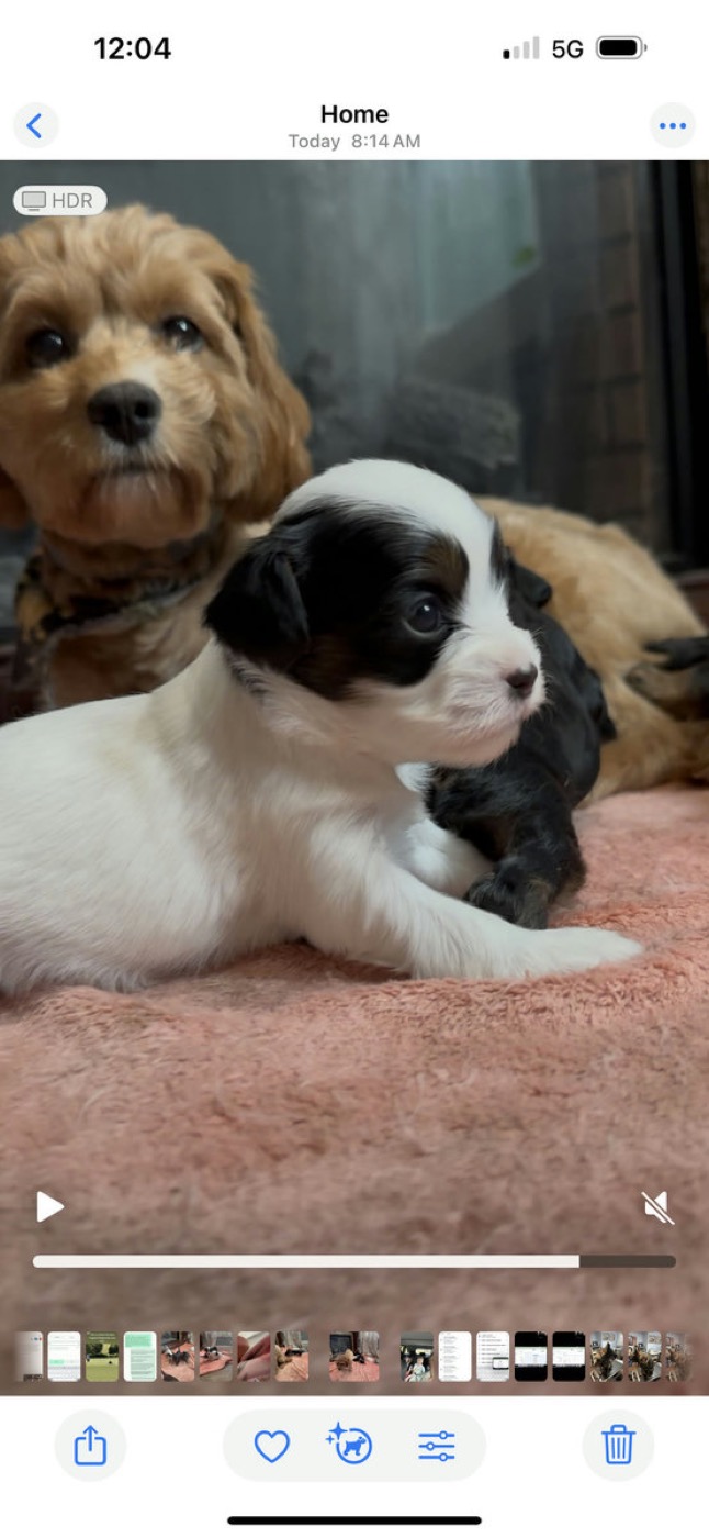 A previous Belleflower Cavapoo puppy