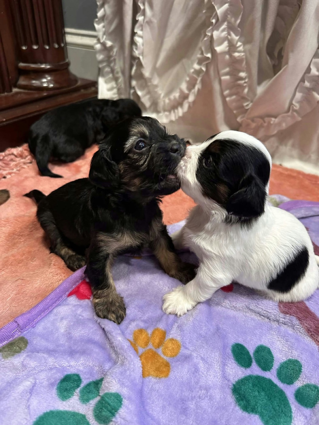 A previous Belleflower Cavapoo puppy