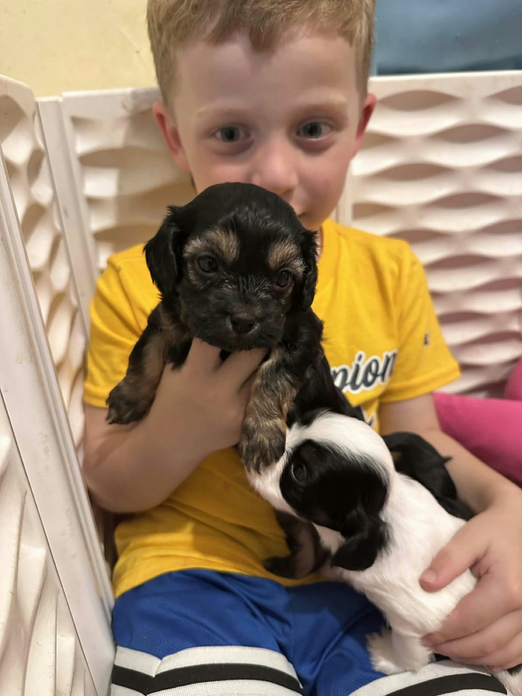 A previous Belleflower Cavapoo puppy