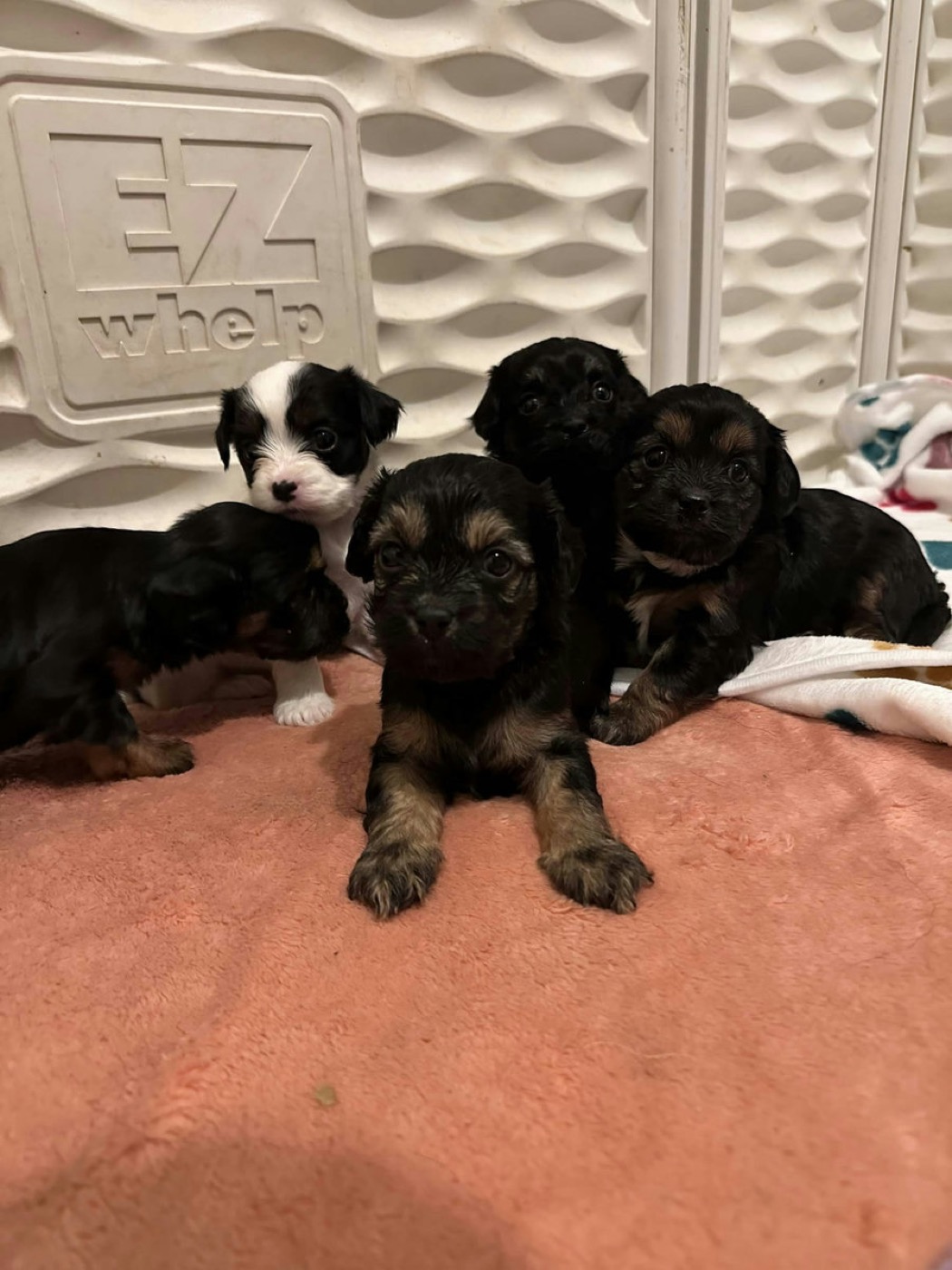 A previous Belleflower Cavapoo puppy