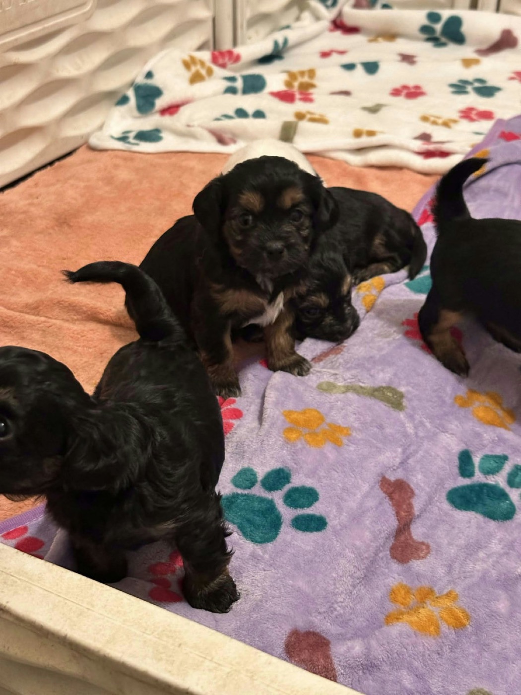A previous Belleflower Cavapoo puppy