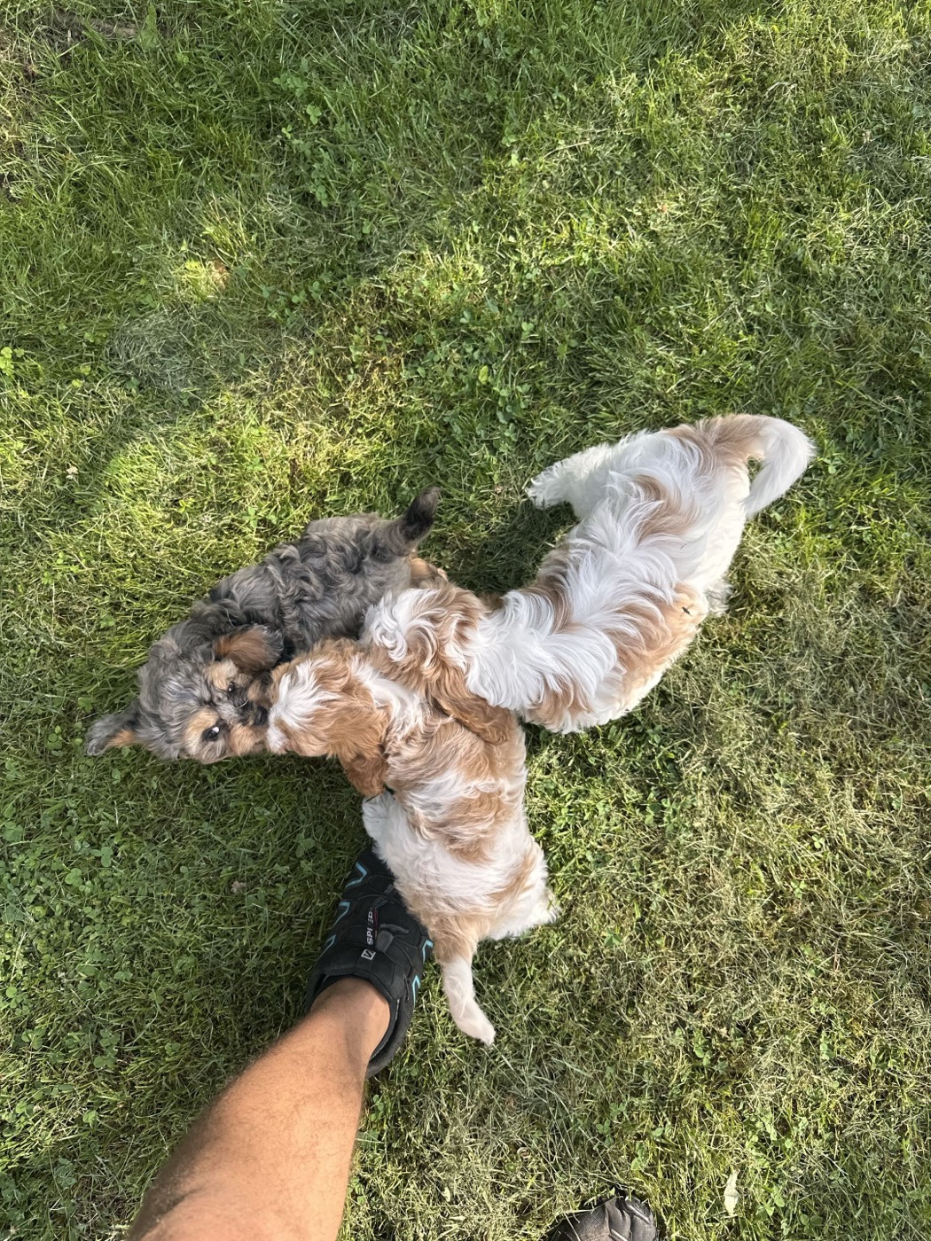 A previous Belleflower Cavapoo puppy