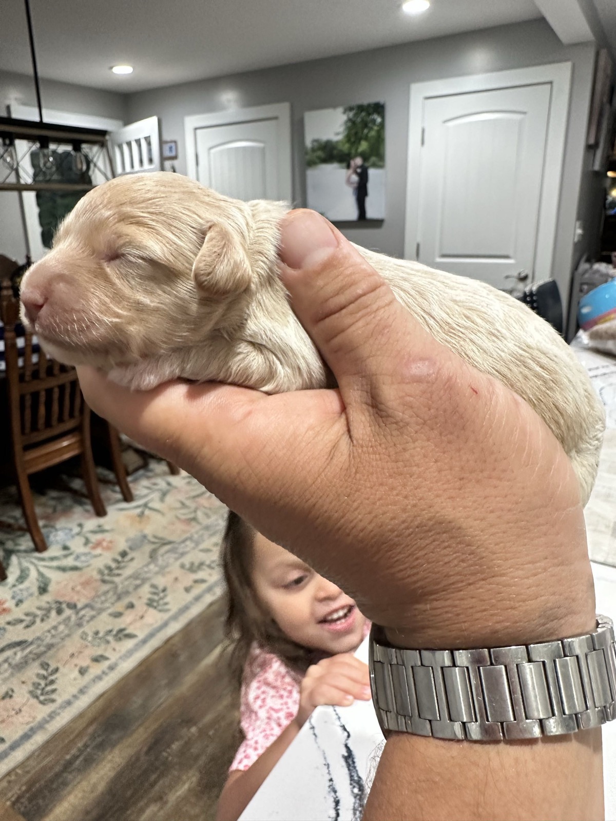 Blue x Chino Cavapoo puppy born Aug 3, 2026
